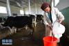 隆子县新巴乡一名村民在奶牛场里收集牛奶（7月8日摄）。新华社记者 普布扎西摄