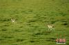 草原上奔跑玩耍的黄羊。 刘忠俊 摄