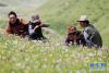 几位藏族牧民在道孚县龙灯大草原上休息（7月30日摄）。盛夏时节，四川省甘孜藏族自治州中部的道孚县气候宜人，风景迷人。 新华社记者江宏景摄