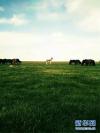 这是青海省格尔木市巴乐格图村青格利家的马群和藏野驴（资料照片）。新华社发
