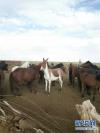这是青海省格尔木市巴乐格图村青格利家的马群和藏野驴（资料照片）。新华社发