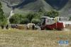 8月21日，联合收割机在山南市桑日县桑日镇奴卡村的麦田里收割麦子。