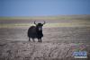 一头野牦牛在可可西里保护区内活动（2016年12月1日摄）。