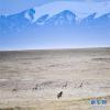 一只狼正与几只藏羚羊在可可西里地区对峙（2016年6月8日摄）。