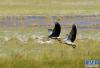 8月25日在西藏阿里地区拍摄的一对展翅飞翔的斑头雁。新华社记者 刘东君 摄