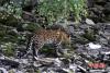 8月29日，四川甘孜州炉霍县泥巴乡境内发现一只野生花豹，该只花豹体长超过1米，其在河边滞留约5个小时后返回森林。中新社发 杨孝康 摄
