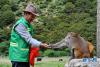 多布杰给藏猕猴喂食(8月27日摄)。