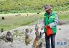 藏猕猴向多布杰索要食物（8月27日摄）。