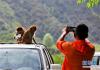 一名游客在细雨中拍摄藏猕猴（8月27日摄）。