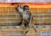 一只藏猕猴在房檐下避雨（8月27日摄）。