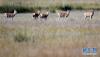 五只普氏原羚在青海省刚察县哈尔盖镇的草原上（8月31日新华社记者王博摄）。