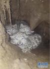 这是护林员拍摄的三只雪豹幼崽的视频截图（9月1日摄）新华社发