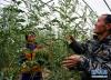 西藏阿里地区噶尔县生态农业产业园工作人员在打理快要成熟的西瓜（9月1日摄）。新华社记者 晋美多吉 摄