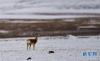 生活在藏北羌塘草原上的藏原羚(6月23日摄)。新华社记者晋美多吉摄