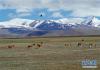 从西藏那曲地区双湖县前往尼玛县的路上拍摄的藏野驴（7月10日摄）。新华社记者刘东君摄