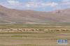 从西藏那曲地区尼玛县前往申扎县的路上拍摄的母藏羚羊与小藏羚羊（7月11日摄）。新华社记者刘东君摄