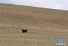 在西藏那曲地区双湖县境内拍摄的一头野牦牛（7月9日摄）。新华社记者刘东君摄