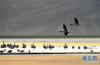 拉萨市林周县虎头山水库上的黑颈鹤（2016年1月2日摄）。新华社记者张汝锋摄