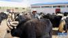 工作人员在巡查牦牛育肥示范园内的牦牛状况(8月30日摄)。新华社记者 晋美多吉 摄