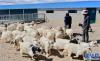 工作人员在给肉羊扩繁育肥园内的绒山羊喂食(8月30日摄)。新华社记者 晋美多吉 摄