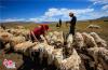 嘉洛草原上的藏族朋友热情友善，他们约我一起加入到剪羊毛的劳动中。我拿过一把羊毛剪，在索南才仁的儿子洛桑的指点下，忙活开来。