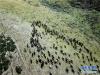 9月14日，青海省贵南县境内正在转场的黑藏羊。黑藏羊是贵南县特色畜种之一。新华网记者 贾海元摄