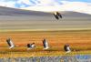 一只赤麻鸭（上）和一群斑头雁在尼玛县那若塘湿地上飞翔（9月19日摄）。新华社记者 张汝锋 摄