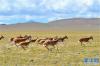 藏羚羊在尼玛县境内的草原上奔跑（9月19日摄）。新华社记者 张汝锋 摄