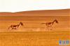 尼玛县草原上两只奔跑的藏野驴（9月19日摄）。新华社记者 张汝锋 摄
