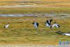 尼玛县那若塘湿地上的黑颈鹤（9月19日摄）。新华社记者 张汝锋 摄