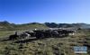 这是雪域诺央生态畜牧业专业合作社的天然牧场（9月11日摄）。新华社记者 吴刚 摄