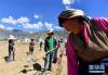 四季吉祥村村民在中藏药种植基地内劳作，村合作社每天会给他们支付一定的工资（9月27日摄）。