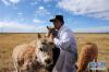 9月27日，索南达杰保护站野生动物救助中心的工作人员和藏羚羊幼羚在一起。
