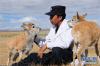 9月27日，索南达杰保护站野生动物救助中心的工作人员和藏羚羊幼羚在一起。