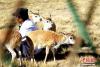 9月27日，可可西里的索南达杰自然保护站，七只藏羚羊受到管护人员的精心呵护。图为藏羚羊依偎在管护人员达才身边。 中新社记者 张添福 摄