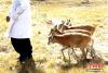 9月27日，可可西里的索南达杰自然保护站，七只藏羚羊受到管护人员的精心呵护。图为藏羚羊跟随在管护人员达才身后。 中新社记者 张添福 摄