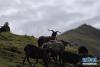 贵南黑藏羊在青海省贵南县的一处天然牧场上吃草(9月13日摄)。