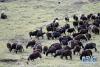 贵南黑藏羊在青海省贵南县的一处天然牧场上吃草(9月13日摄)。