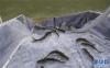 工作人员把鱼苗投入雅鲁藏布江中（10月13日摄）。新华社记者 普布扎西摄