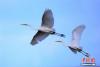 图为迁飞中的大白鹭。 杨涛 摄