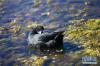 10月27日，在若尔盖国家湿地公园花湖上，一只水鸟在整理羽毛。