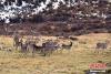 一大群野鹿在可可西里腹地觅食，场面壮观。 切嘎 摄