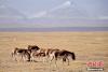 一群藏野驴在可可西里腹地觅食。 切嘎 摄