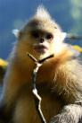 这是香格里拉滇金丝猴国家公园里的滇金丝猴（11月3日摄）。