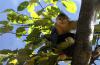这是香格里拉滇金丝猴国家公园里的滇金丝猴（11月3日摄）。