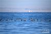 10万余只候鸟云集青海湖 一群赤麻鸭在青海湖游弋(11月3日摄)。