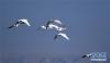 11月3日，一群大天鹅在天空中飞翔。新华社记者 王博 摄