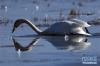 11月3日，一只大天鹅在湖中觅食。新华社记者 王博 摄