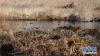 11月23日，水鸟在拉鲁湿地内觅食。