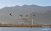 11月23日，斑头雁在拉鲁湿地上空飞翔。